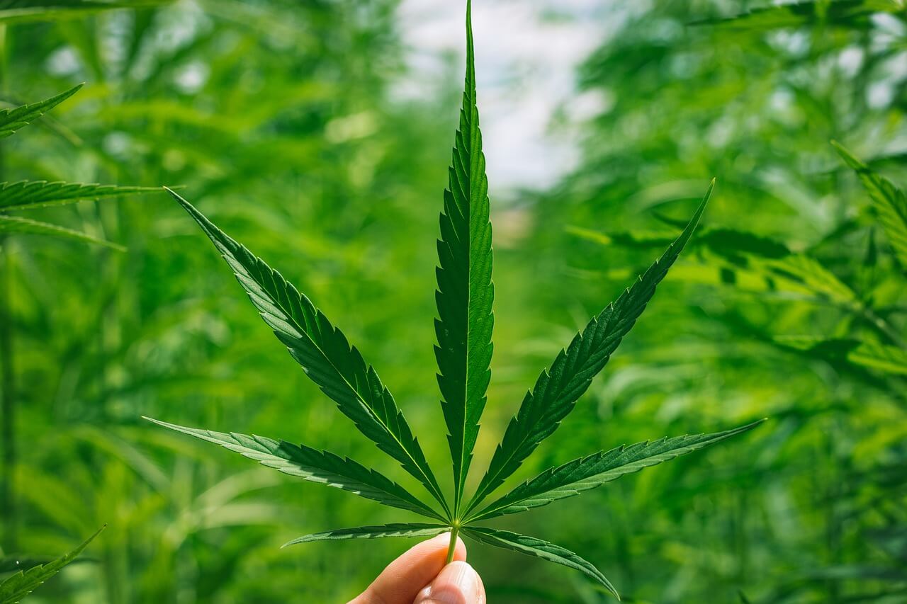 CBD olaj